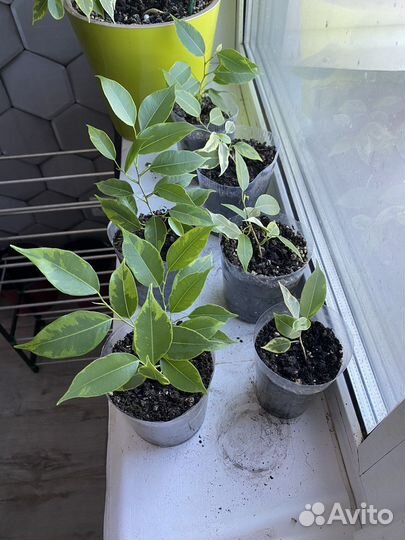 Фикус бенджамина пестролистный