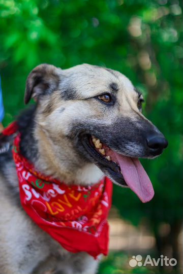 Молодая и добрая собака в поисках дома. Приют
