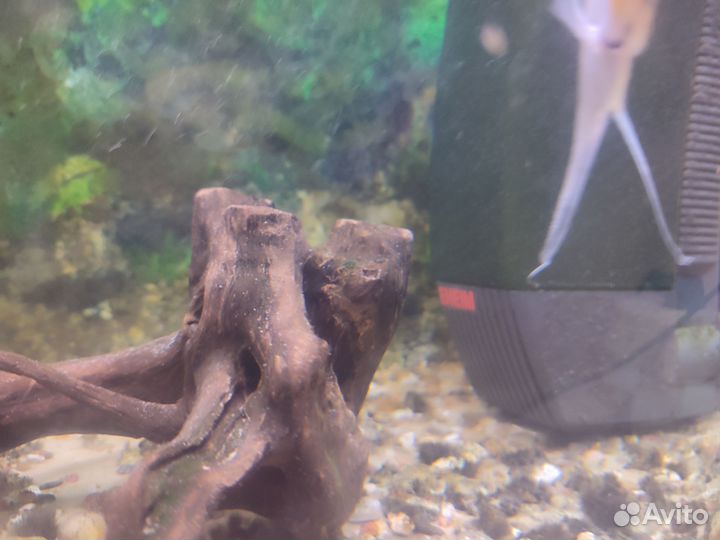 Аквариум с рыбками