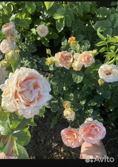 Розы Вьющиеся