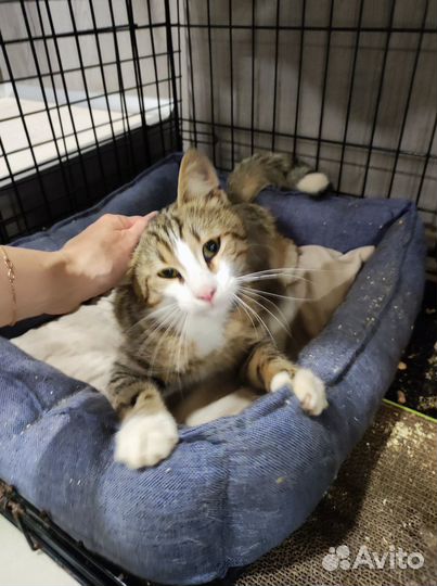 Ласковый котик в добрые руки