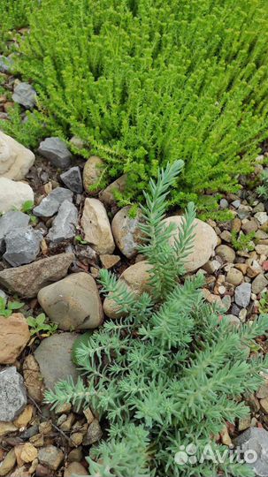 Кактусы и суккуленты