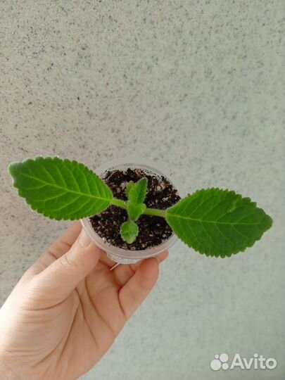 Глоксиния тидея фиолетовая