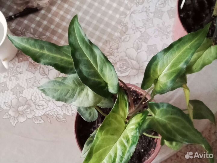 Сингониум, филодендрон