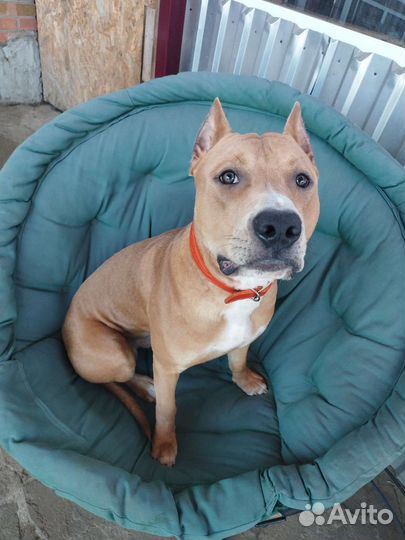 Передержка собак