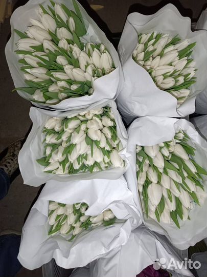 Тюльпаны к 8 марта