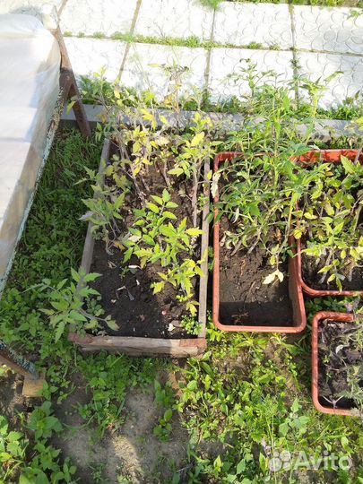 Рассада помидор