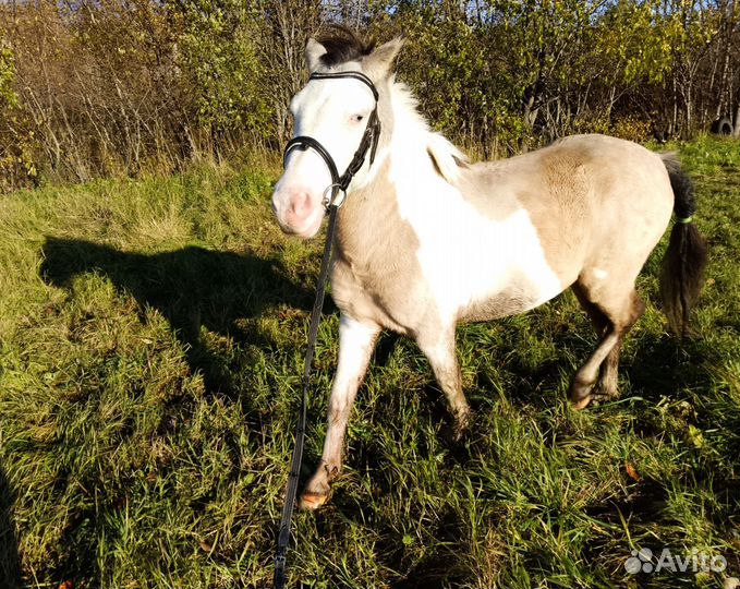 Конные прогулки