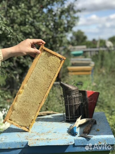 Мёд гречишный, цветочный, липовый