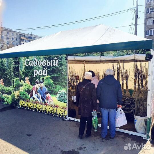 Цветы Саженцы плодовые ягодные