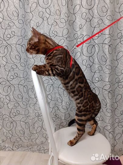 Бенгальский кот для вязки