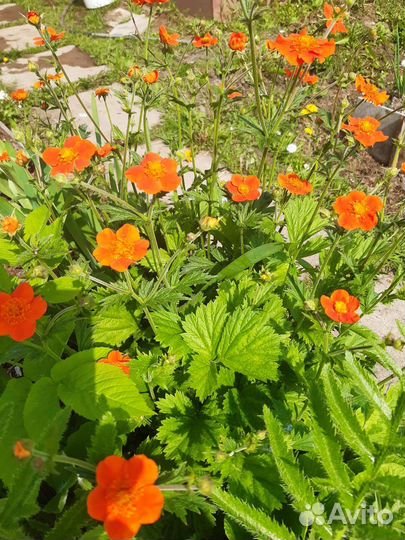 Многолетники для дачи