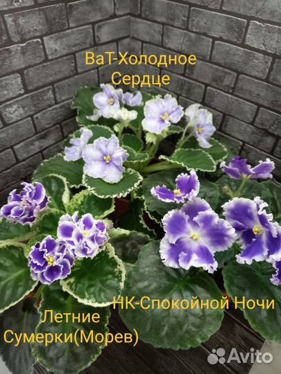 Фиалки сортовые