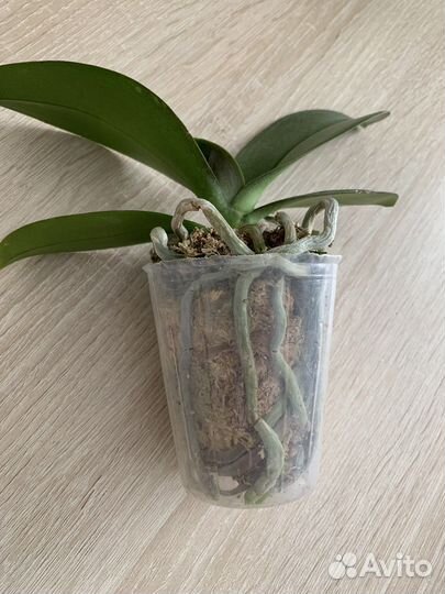 Орхидея бабочка Winter Delight peloric с цветонос