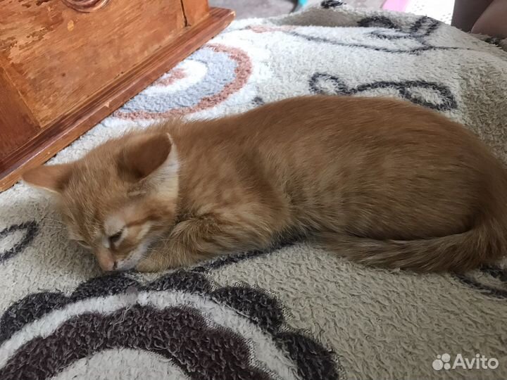 Кошка в дар