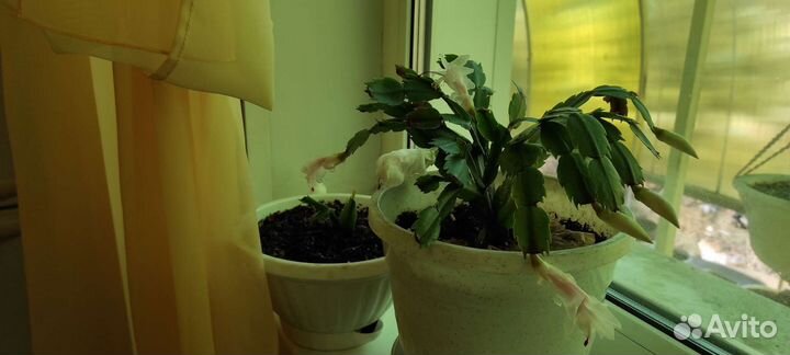 Декабрист шлюмбергера