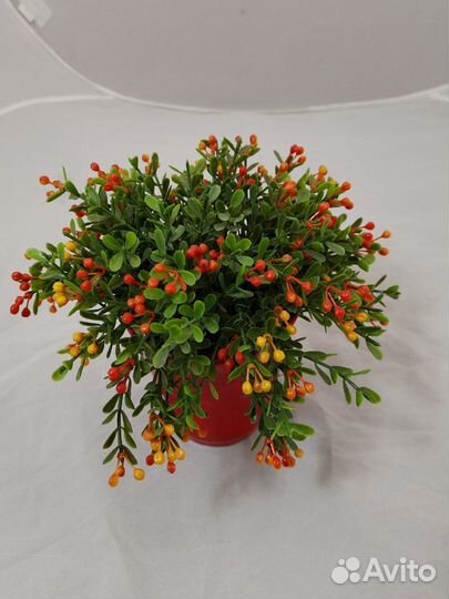 Фиалка в пластиковом горшке