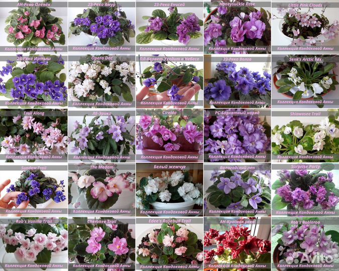 Фиалки-трейлеры Набор новичка: 5 свежеср.пасынков