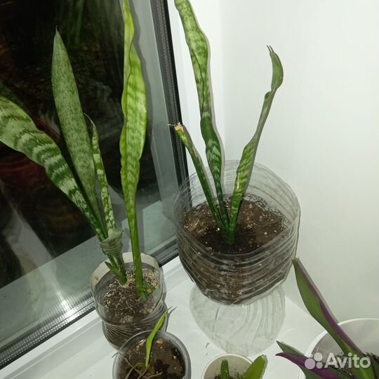 Домашние цветы бесплатно