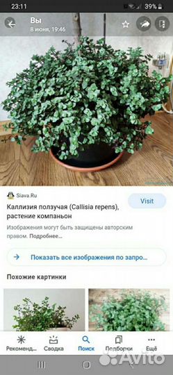 Каллизия, красные тюльпаны