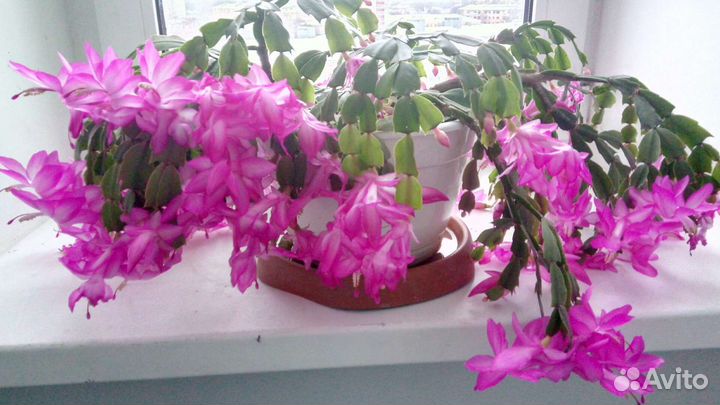 Декабрист шлюмбергера