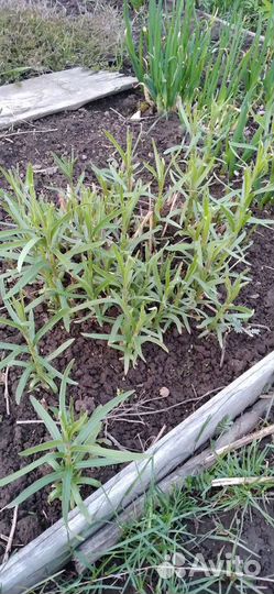 Иссоп. Эстрагон. Полынь, в т.ч. декоративная