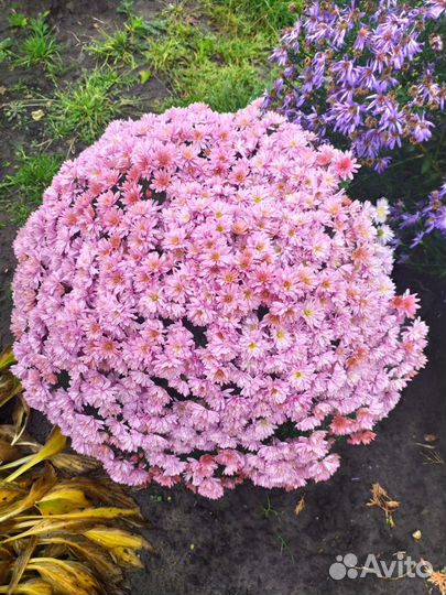 Хризантемы мультифлора