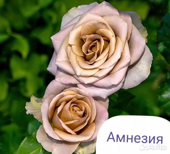 Розы самые красивые принимаю заказы