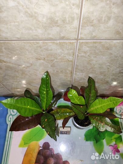 Кодиеум кротон