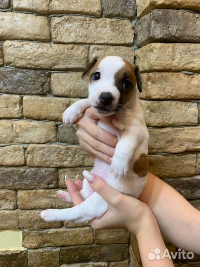 Щенки джек Рассел терьер