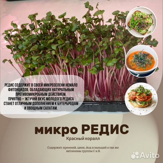 Микрозелень Редис