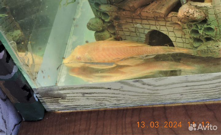 Рыбки сомы анцитрусы