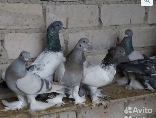 Голуби для души