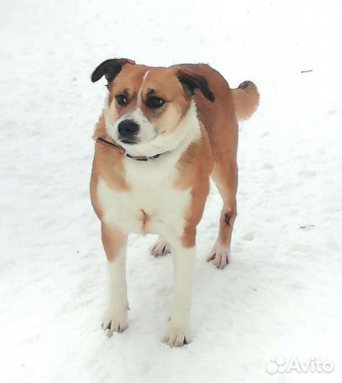 Собака в добрые руки