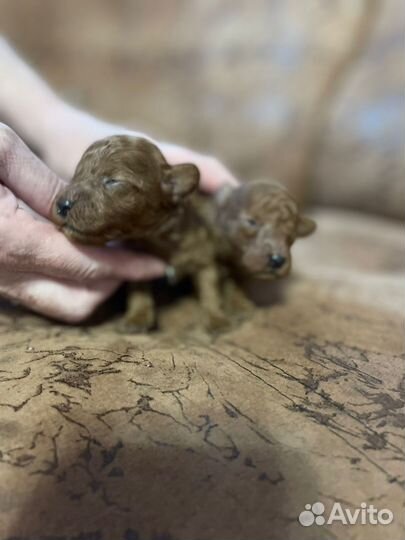 Продаю щенков