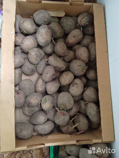 Рассада помидор, семенная картошка