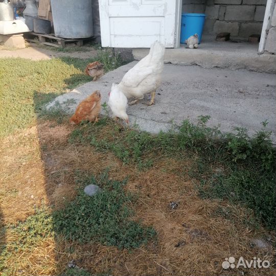 Молодые петушки