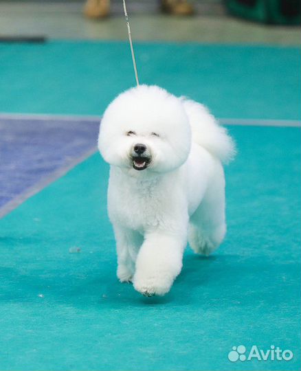 Бишон фризе вязка