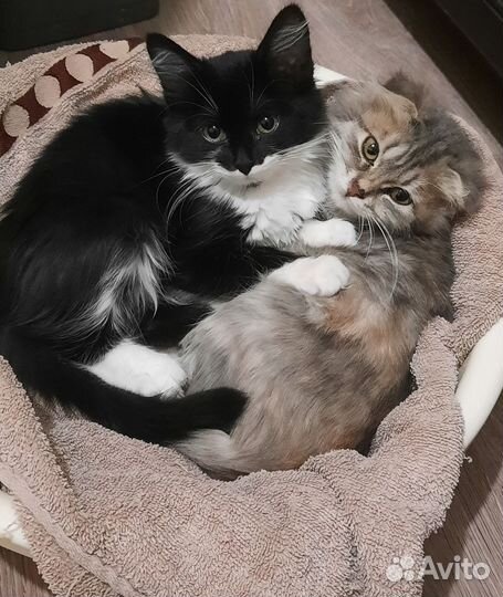 Котята