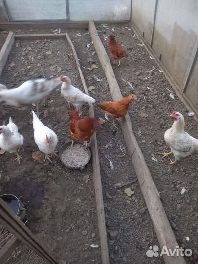 Куры молодки