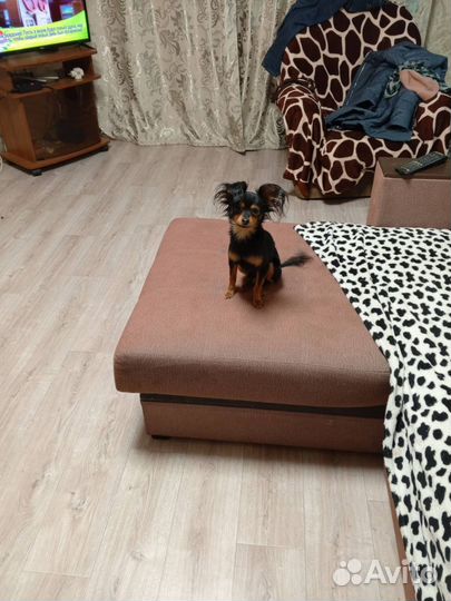 Щенки русский той-терьер