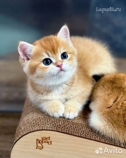 Британская золотая шиншилла