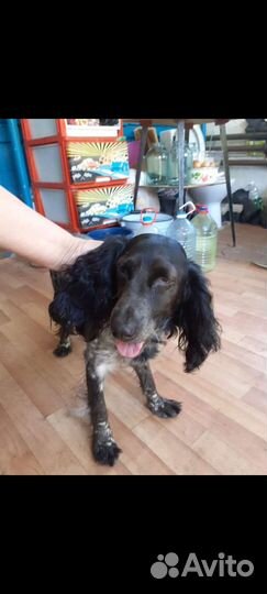 Найдена собака