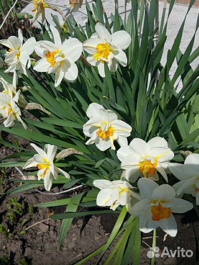 Луковицы нарциссов