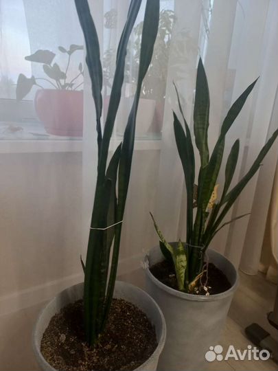 Сансевиерия (