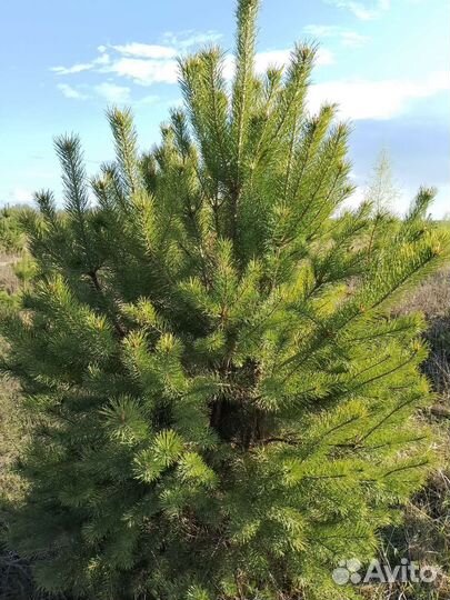 Сосна 2,5м экстра
