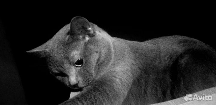 Британский кот на вязку