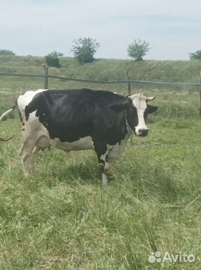 Корова высокоудойная