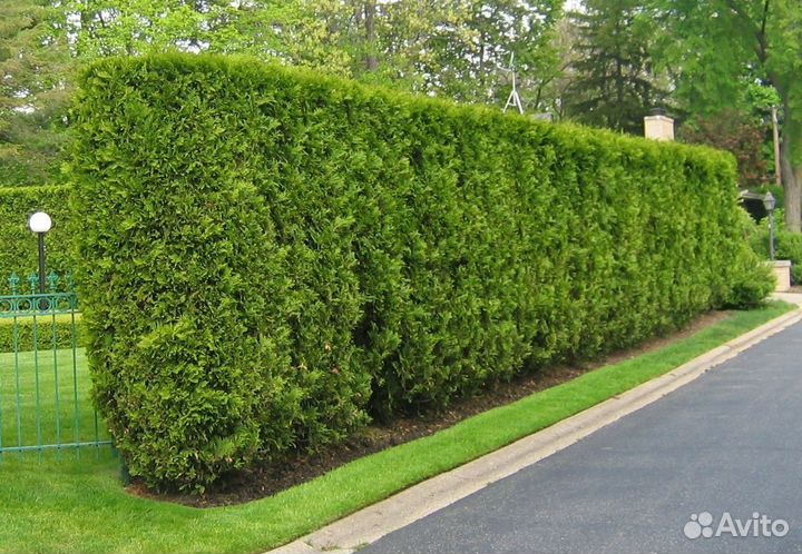 Туя Брабант для изгороди