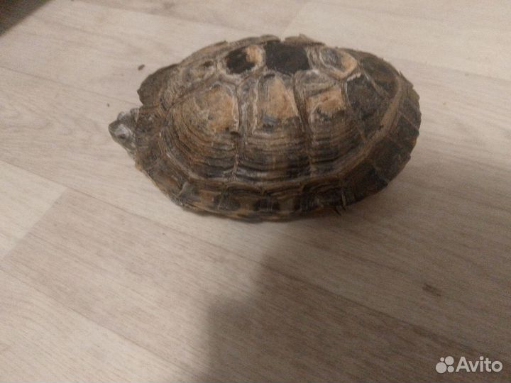 Красноухая черепаха самец